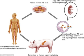 日本专家培育转基因猪 可供人类器官移植