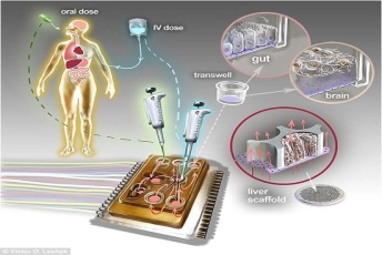 麻省理工学院“人体芯片”：模拟器官对药物反应