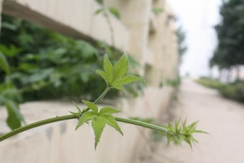 日式植物工厂能否适应中国水土？无土栽培受关注