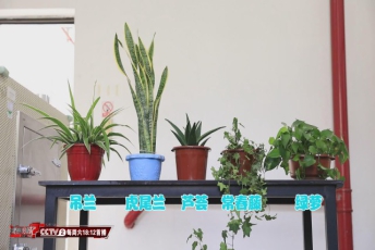 植物能吸收甲醛？专家：效果特别有限