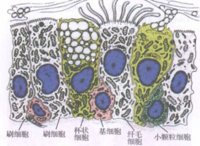 化痰药是怎么化痰的？