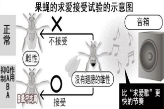 日本团队研究出果蝇传递“求爱”信息机制