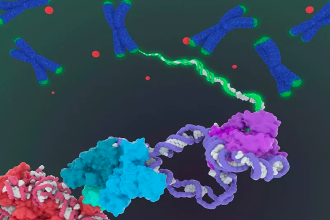 解开衰老谜题第一步：科学家获得端粒酶高清3D分子结构