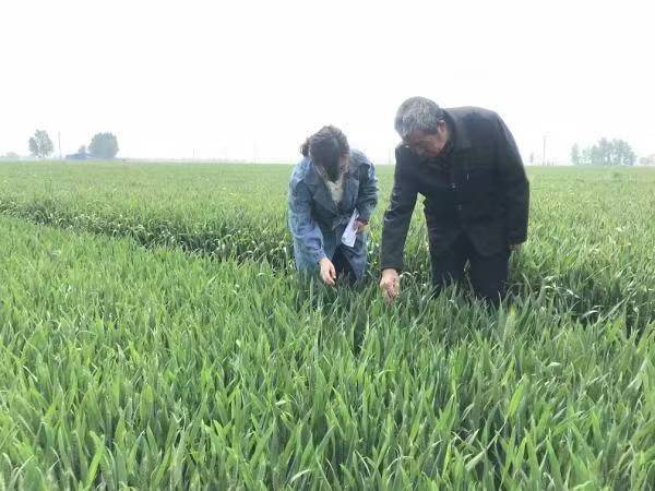 延津县司寨乡科协科技赋能助力小麦增产增收